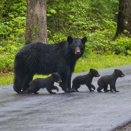 Magical Moments, Hot Tub, Wifi, 1089 Free Tickets Each Paid Day, Dollywood And More Gatlinburg Esterno foto