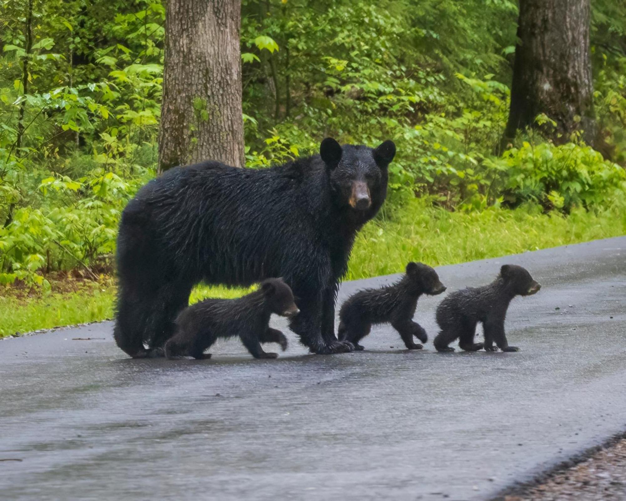 Magical Moments, Hot Tub, Wifi, 1089 Free Tickets Each Paid Day, Dollywood And More Gatlinburg Esterno foto